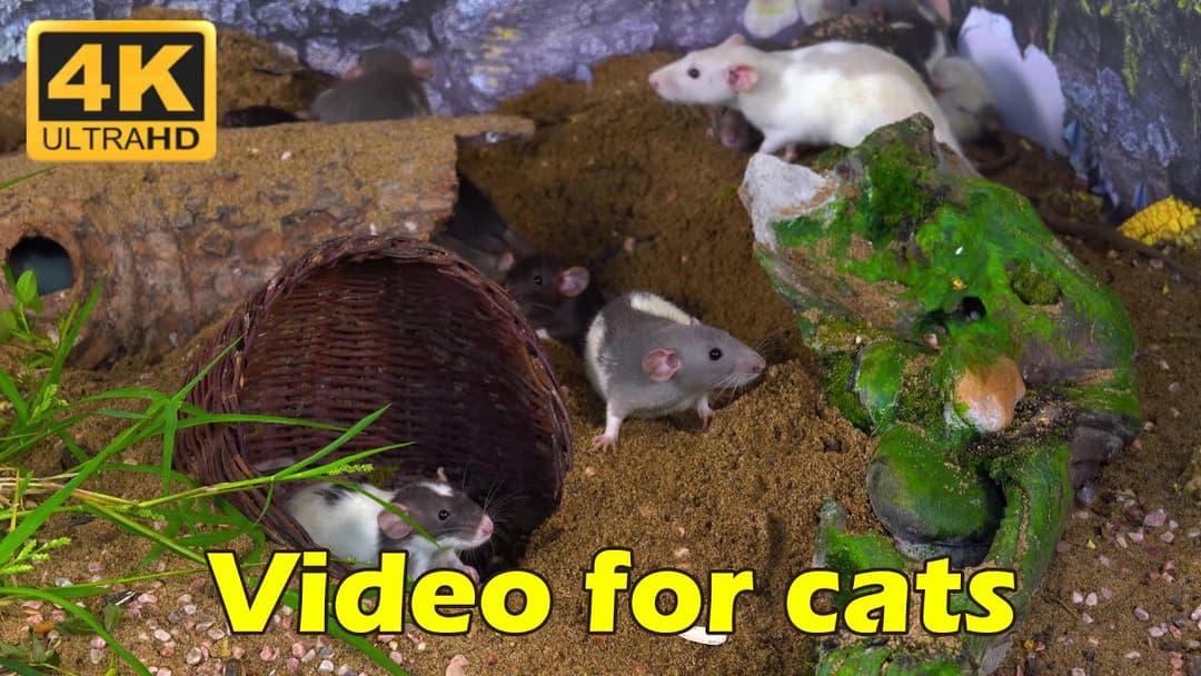 Cat TV: Tiny Mice Hide & Seek Party – Captivating Cat TV for Playful Paws! | Catflix