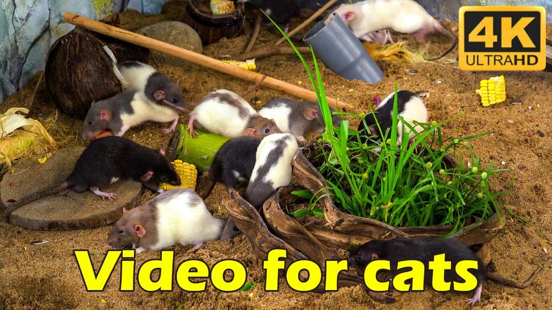 Cat TV: Hide & Seek with Tiny Mice – Non-Stop Cat TV Entertainment in Stunning 4K! | Catflix
