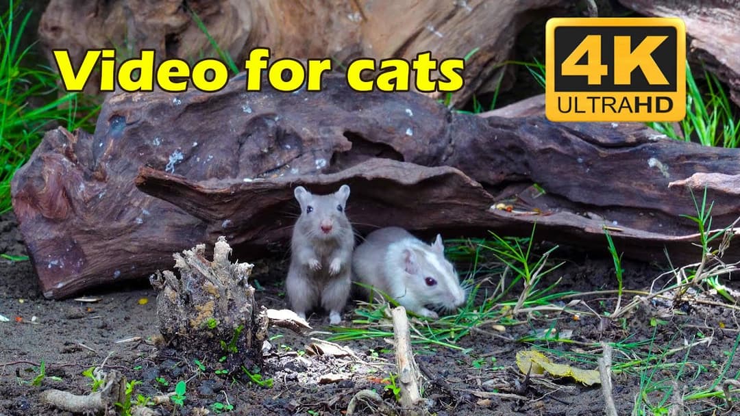 4K HDR Mice Playtime for Cats: Irresistible Hide and Seek Fun | Catflix