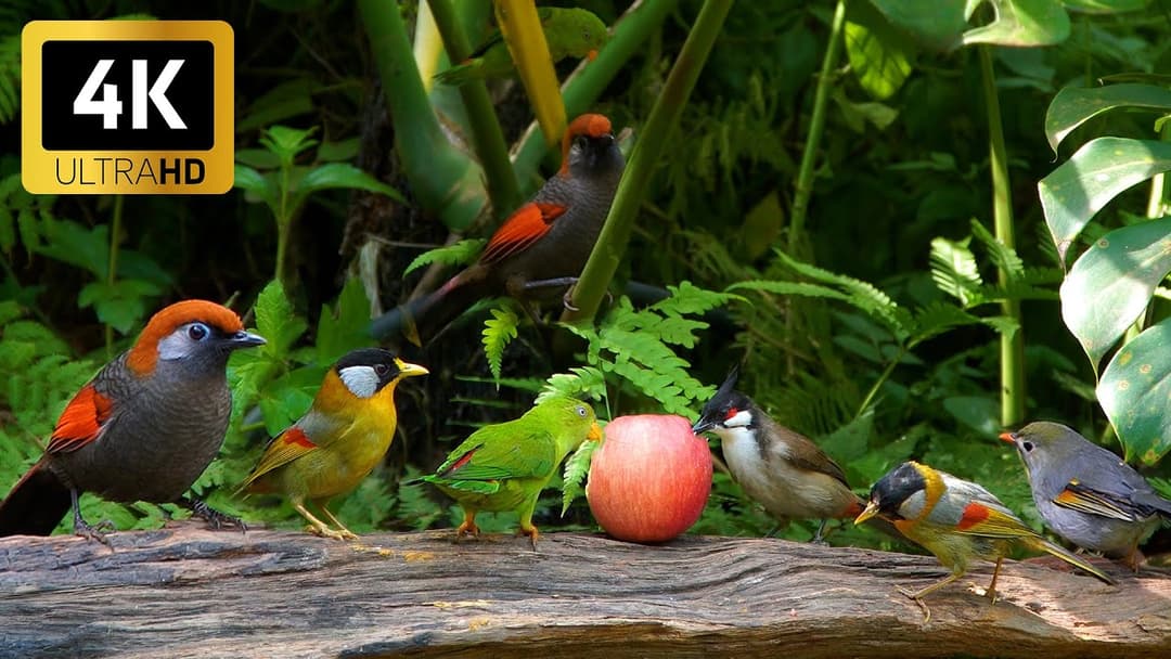 Cat TV for Cats to watch Birds and Squirrels | Birds & Playful Squirrels in a Beautiful Garden