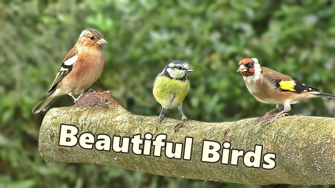 Birds, Birds and More Birds ⭐ 8 HOURS ⭐ NEW ✅