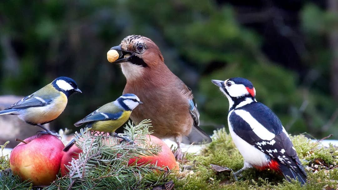 Cat TV: Bird Fun for Cats to Watch: 10 hours Relaxing Nature for All