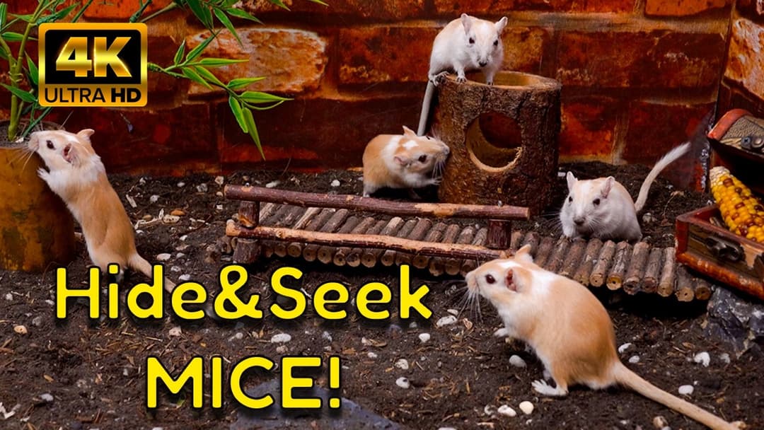Cat TV Mice: Bamboo Garden Hide & Seek Gerbil – 4K Video for Cats