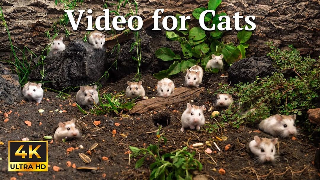 Cat TV: Tiny Mice Playing Hide & Seek in a Peaceful Garden – Cat Relaxation | Catflix