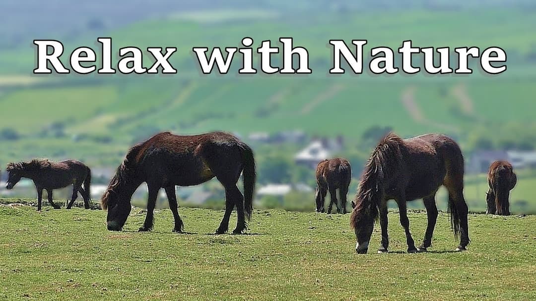 Music for Dogs : Beautiful Dog TV Videos ~ Relax with Nature and Horses