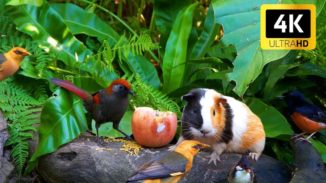 Cat TV for Cats to Watch 😺 Birds & Squirrels Enjoy Their Afternoon Feast 🕊️🐿️ Sensory Videos 4K HDR
