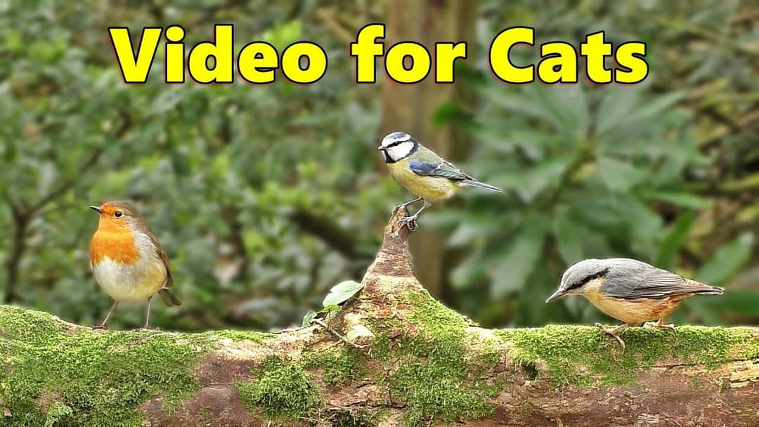 Videos for Cats and Dogs to Watch on TV ~ Calming Cat and Dog TV Delight