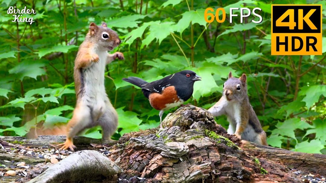 Cat TV for Cats to Watch 😺 Squirrels, Birds & a Whole Lot of Drama! 🐿 Cat Games 4K HDR