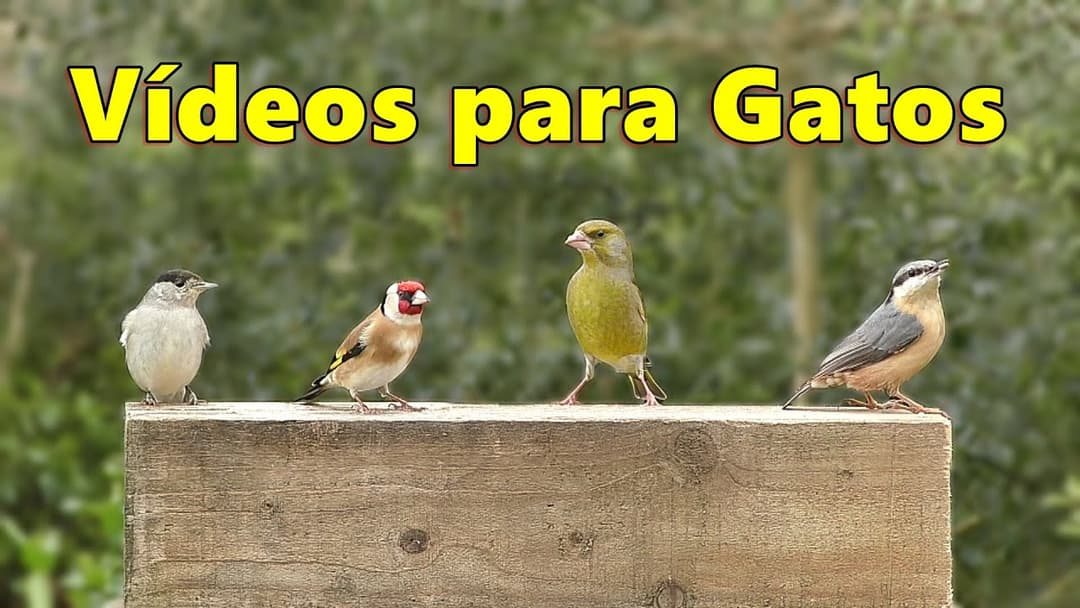 Videos para Gatos Deleitar ~ TV Gato