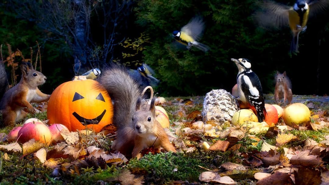 Halloween Cat & Dog TV: Autumn Fun for Red Squirrels and Beautiful Birds (with Re-mastered audio)