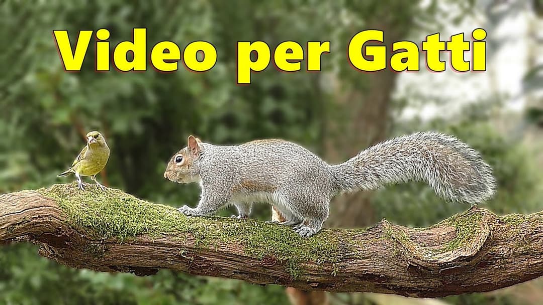 Video per gatti ~ Divertimento con uccelli e scoiattoli