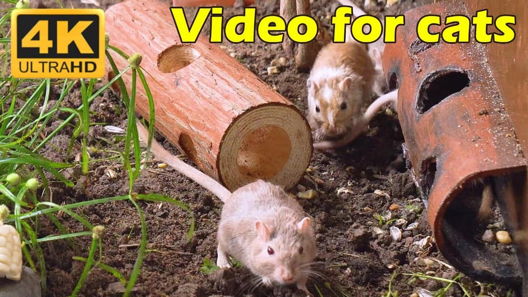 Cat TV: Hide & Seek with Tiny Mice - Perfect Cat TV in 4K UHD for Playful Cats | Catflix