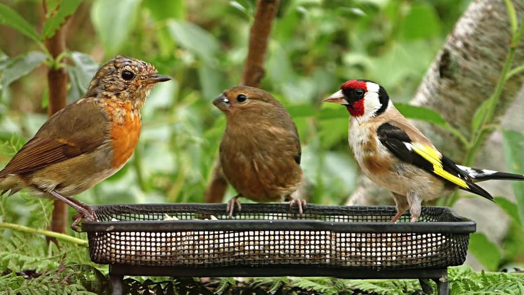 Relaxing Summer Birds - Video, Birdsong and Sounds