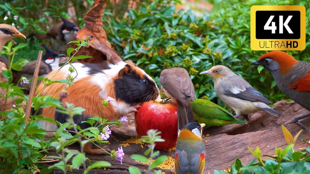Cat TV for Cats to Watch  😺 Lively Birds & Squirrels Playing Together 🐦 4K HDR 60FPS
