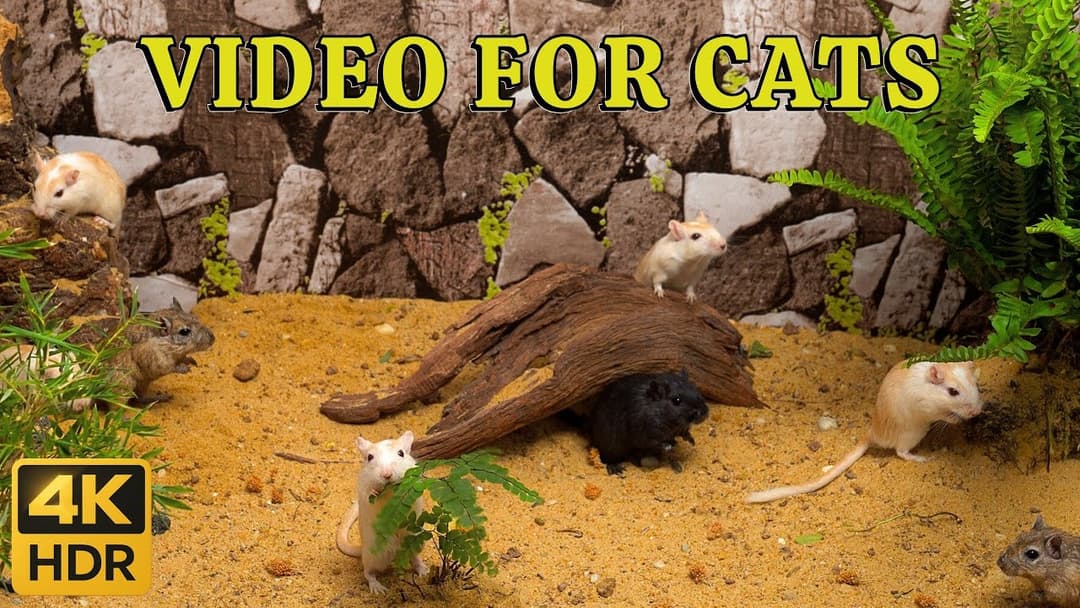 4K HDR Mice Playtime for Cats: Tiny Mice Hide & Seek Desert Trek – Endless Dune Adventure