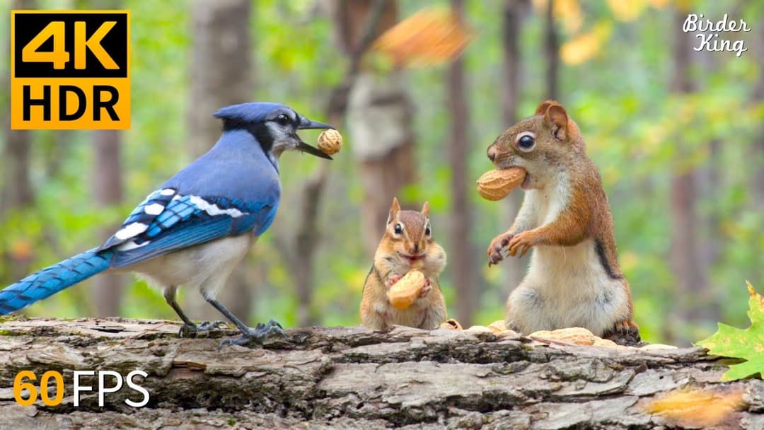 Cat TV for Cats to Watch 😺 Fall in Love with Chipmunks, Birds, Squirrels 🐿 4K HDR 60FPS