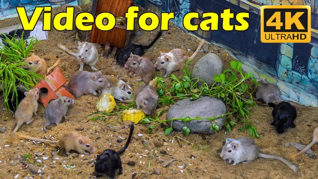 Ultimate Cat TV: Mice Hide & Seek Marathon in 4K UHD - 3 Hours of Thrills | Catflix