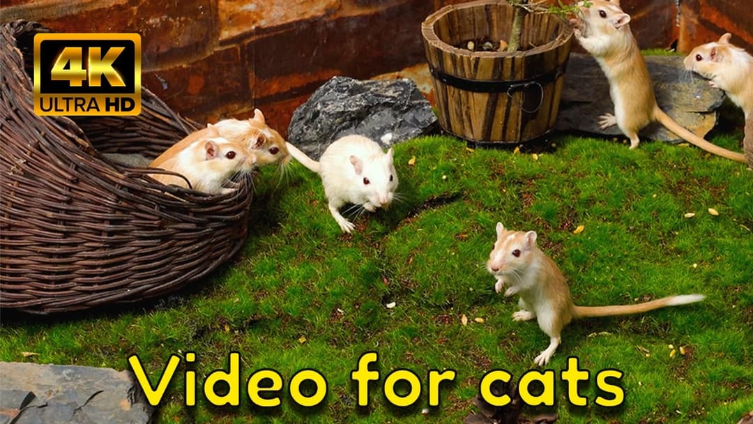 Mice & Gerbils Play Hide & Seek - Exploring Gardens & Tunnels | Cat TV 4K for Cats