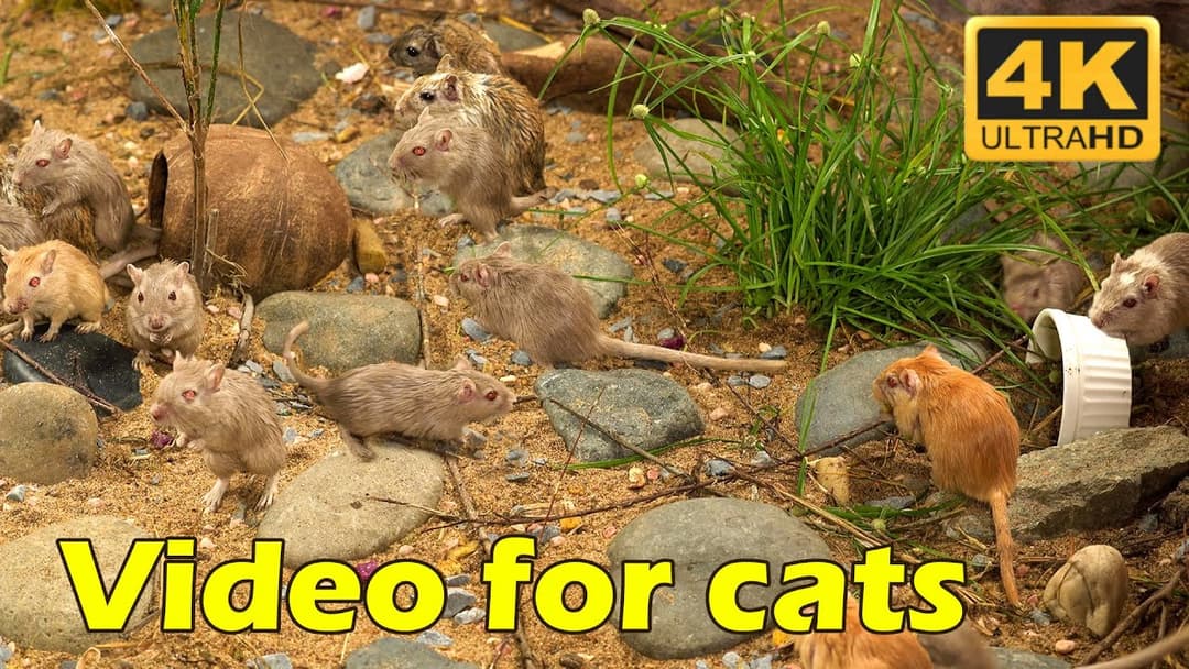 Cat TV: Mice on the Move in 4K Ultra HD – 3 Hours of Cat Bliss | Catflix