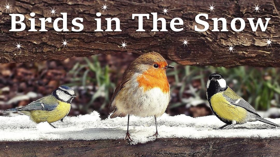 Videos for Cats and People to Watch - Birds in The Snow SPECTACULAR