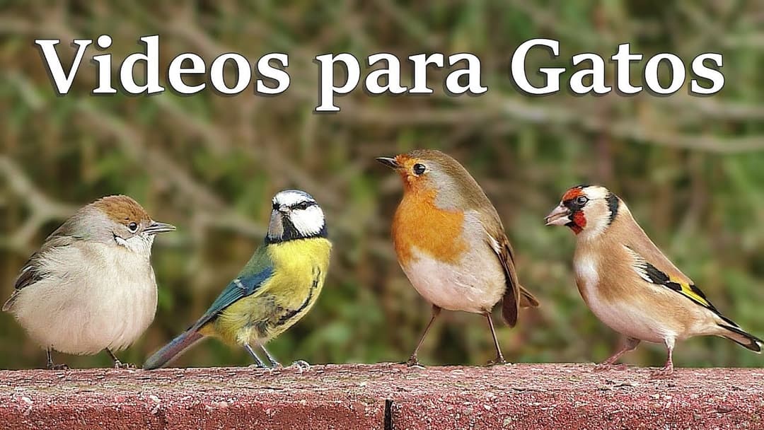 Videos para Gatos : El jardin de las aves