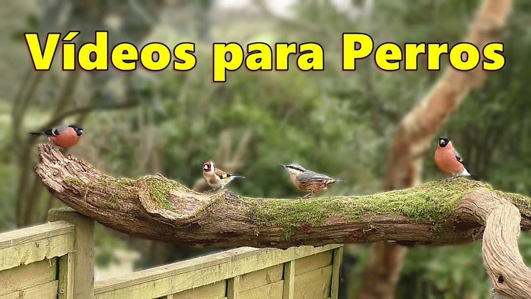Vídeos Para Perros ~ Vídeos encantadores para que los perros los vean en la televisión ⭐ 8 HORAS ⭐
