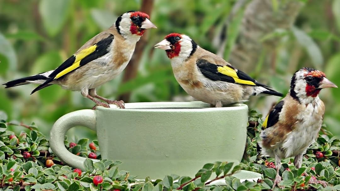 Beautiful Birds in Goldfinch World - The Little Green Bird Cup