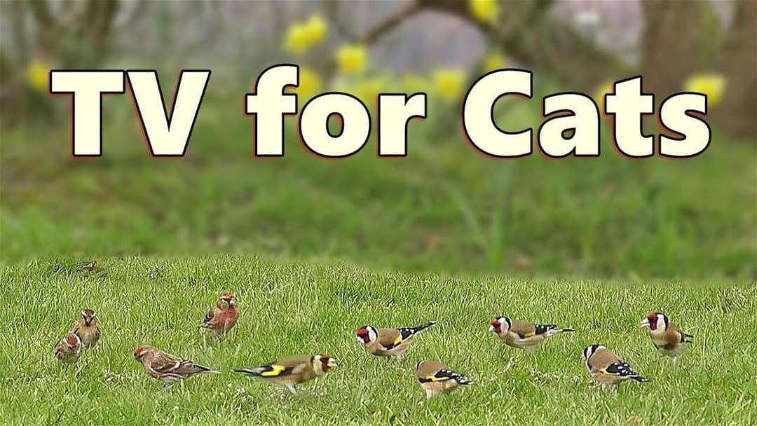 Cat TV - Videos for Cats to Watch Birds in The Short Grass