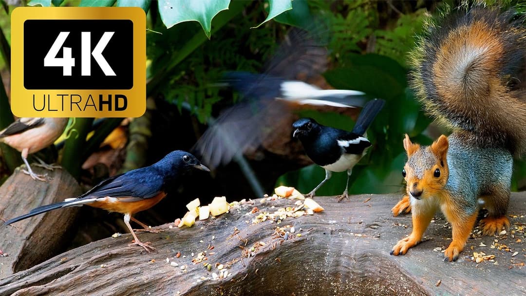 CAT TV NO ADS 😻Fall in Love with the Forest Friends’ Garden Buffet 4K HDR