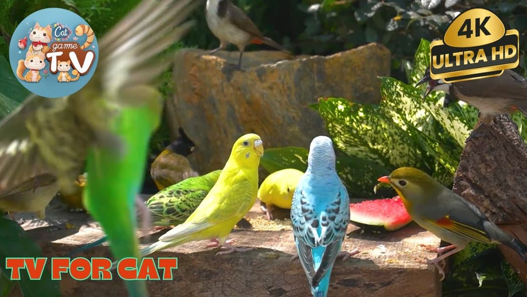🔴😺Cute Birds & Red Squirrels🦜! Live 12 Hour Cat TV Videos | 4K HDR ULTRA