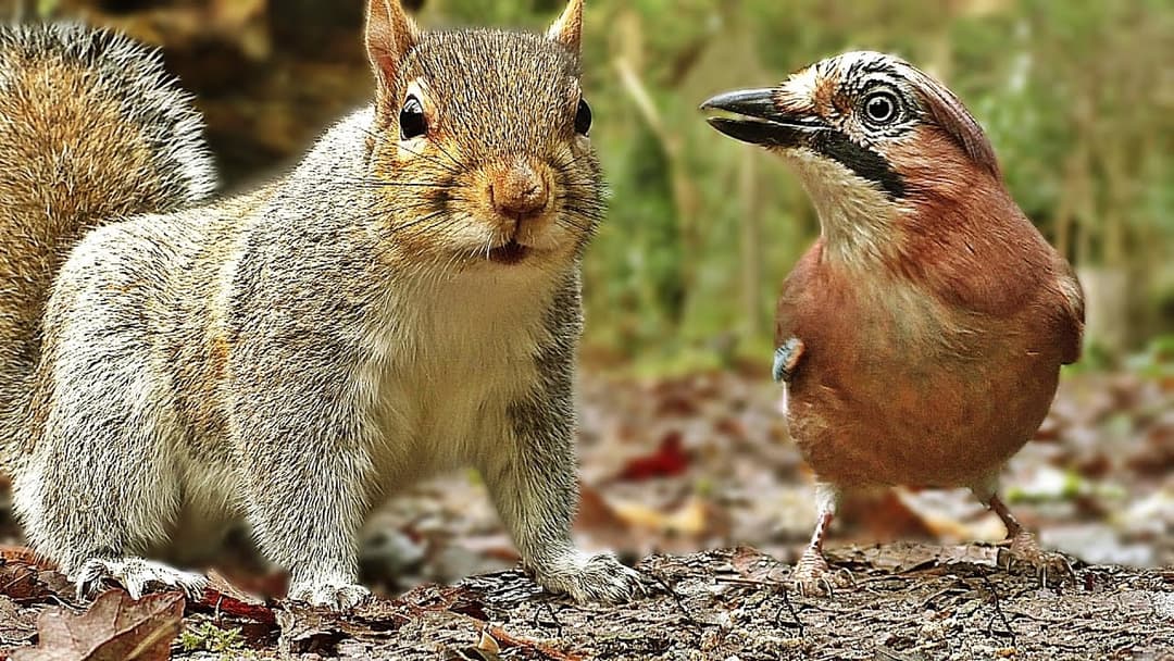 Bird Sounds and Video for Cats to Watch : Forest Birds and Squirrels