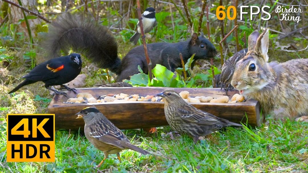 Cat TV for Cats to Watch 😺🐦 Adorable Birds, Squirrels, Bunnies in Harmony 🐿 Cat Games 4K HDR
