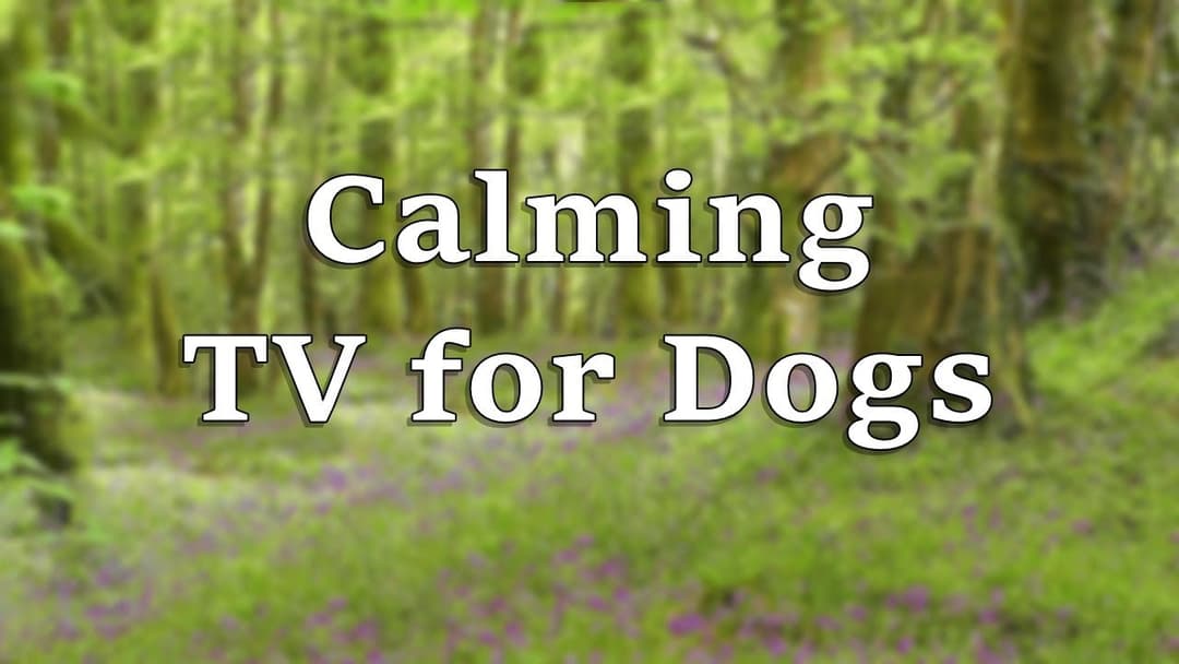 Calming TV for Dogs - Bluebell Meadow