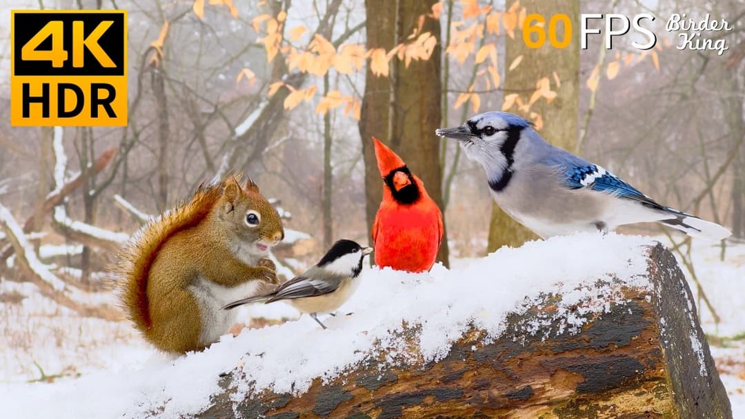 Cat TV Snow 😺🎊 Relax with Winter Birds and Squirrels 🐿 Cat Games 4K HDR 60FPS