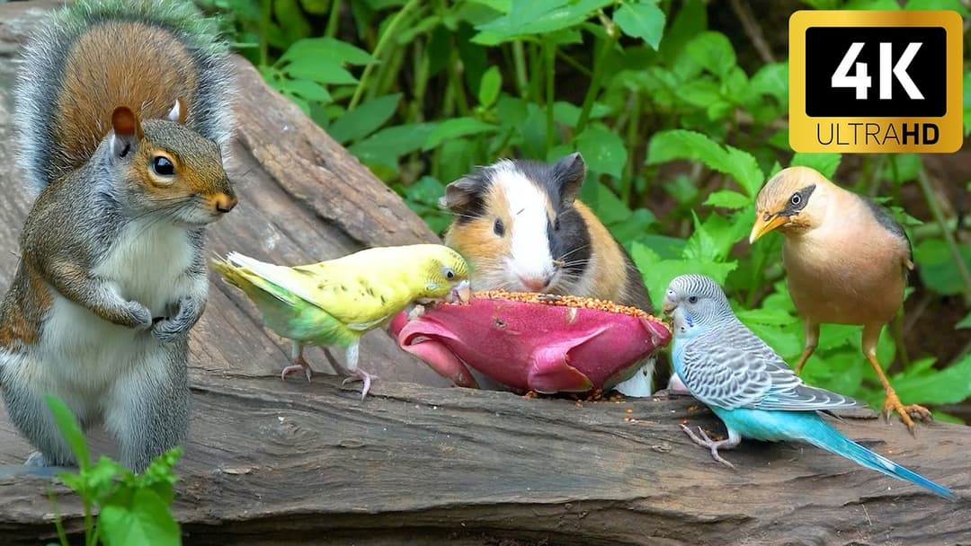 [No Ad Interruptions] Cat TV 😺 Summer Birds and Squirrels 🐿️ Bird videos for cats 4K HDR
