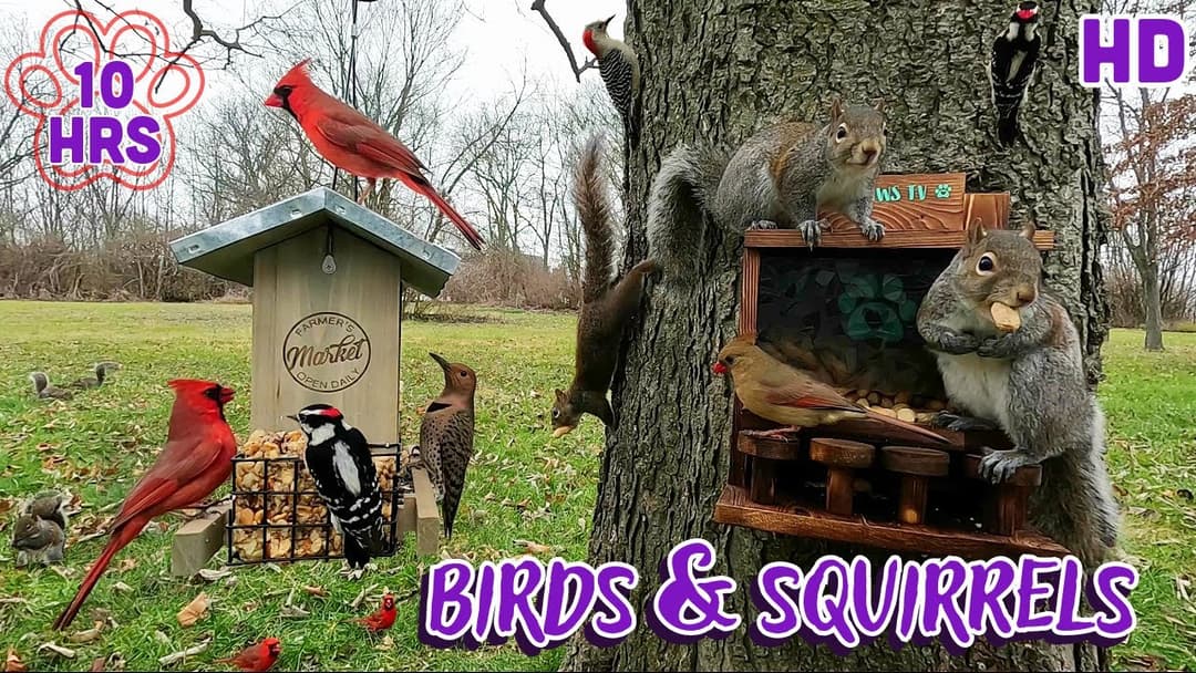 🐦Birds & Squirrels 🐿️10 hours- Uninterrupted | Cat & Dog TV 🐈🐕📺and Background Ambience for Work 💻