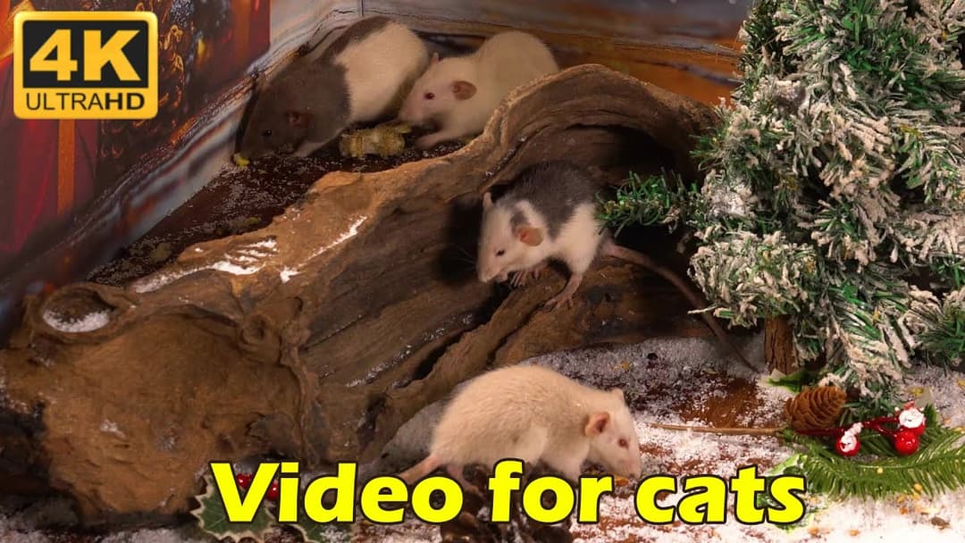 Purrfect Hide & Seek: Watch Mice Scurry in 4K UHD - 3 Hours of Pure Joy! | Catflix