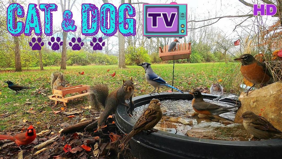 [10 Hours- No Interruptions] Cat & Dog TV 🐈🐕📺 Squirrels & Birds drink from fountain {water 💦 sounds}