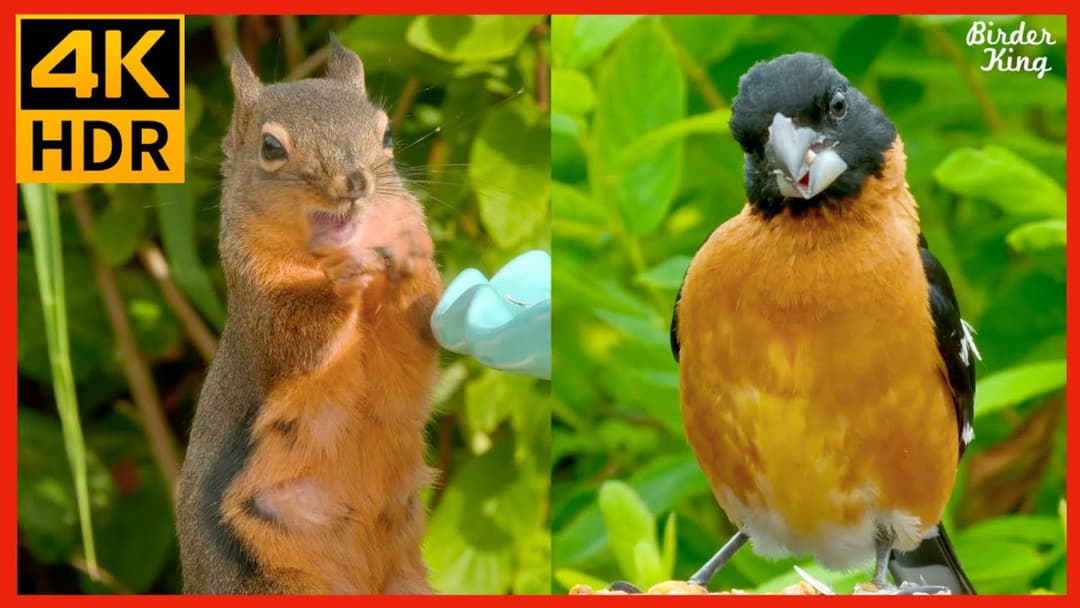 Cat TV for Cats to Watch 😺 Best Cat TV Compilation 🐦 Cute birds and squirrels 🐿 8 hours (4K HDR)