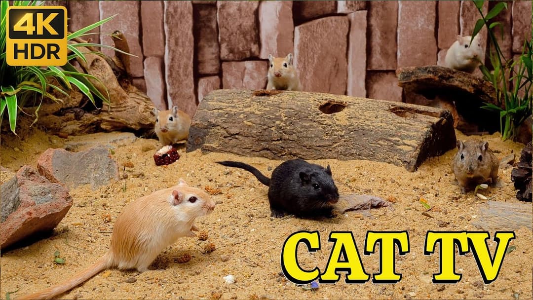4K HDR Mice Playtime for Cats: Hide & Seek Sandscape: Mini Mice Sprint Across Golden Dunes (4K)