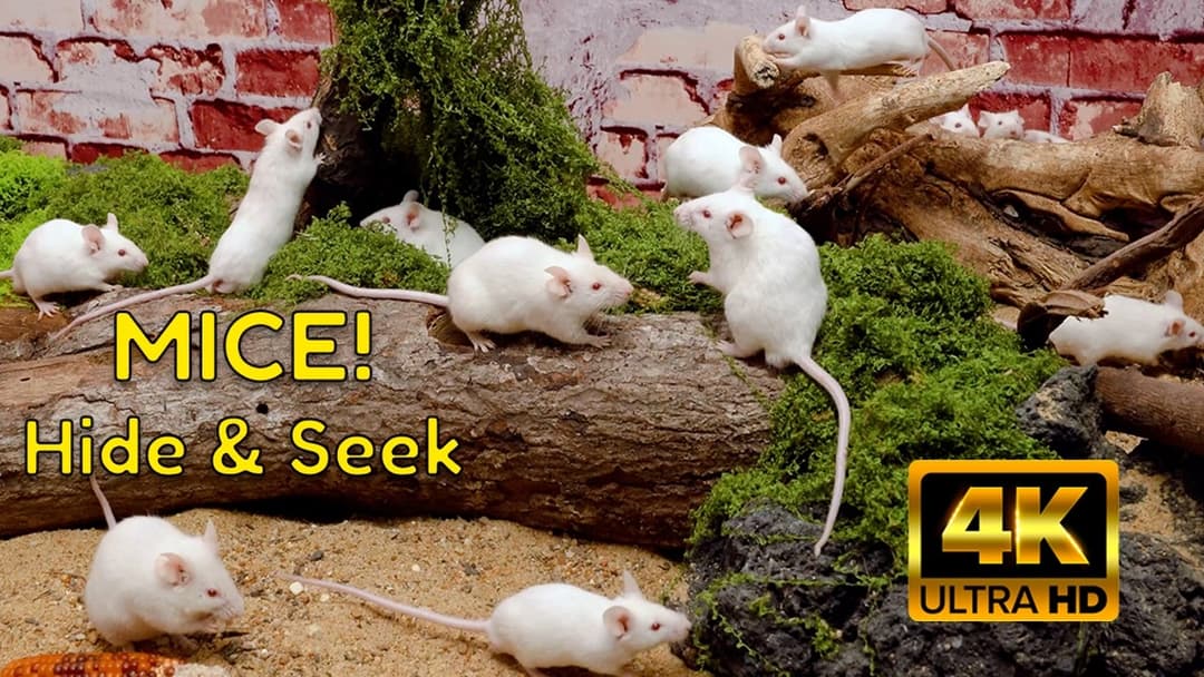 Cat TV: Tiny Mice Hide & Seek Frenzy | 4K A Forest Log Playground