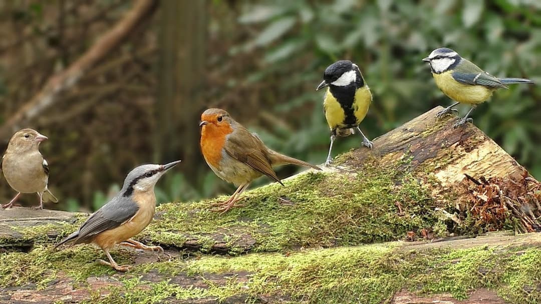 Vidéos Pour Les Chats à Regarder - Sons d'oiseaux dans la forêt
