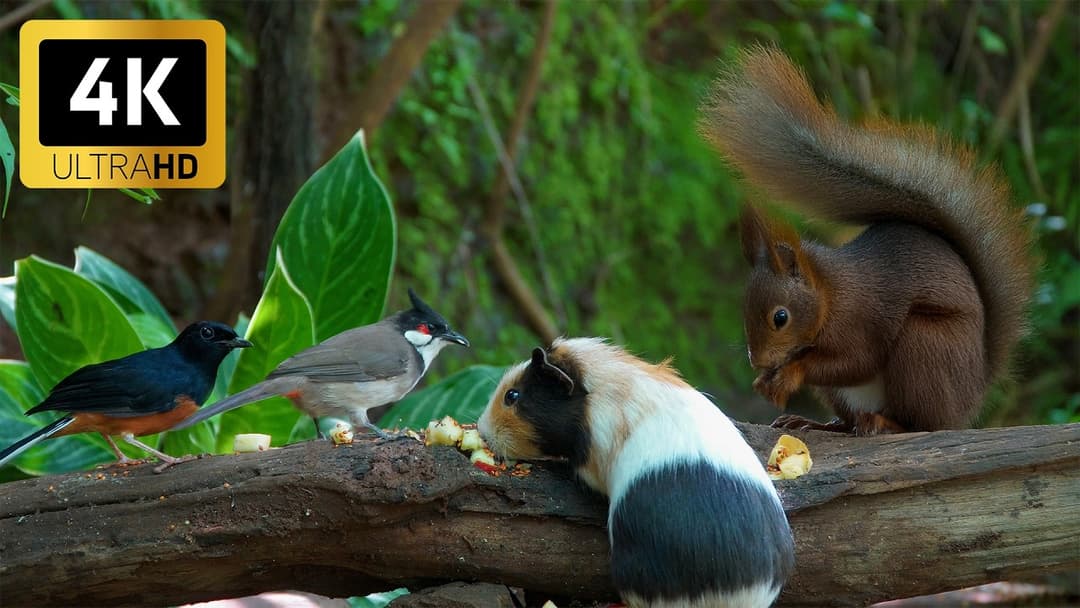 [NO ADS] Cat TV for Cats to Watch 😺 Fall Fun with Cute Birds, Squirrels, Chipmunks 🐿 Cat Games 4K