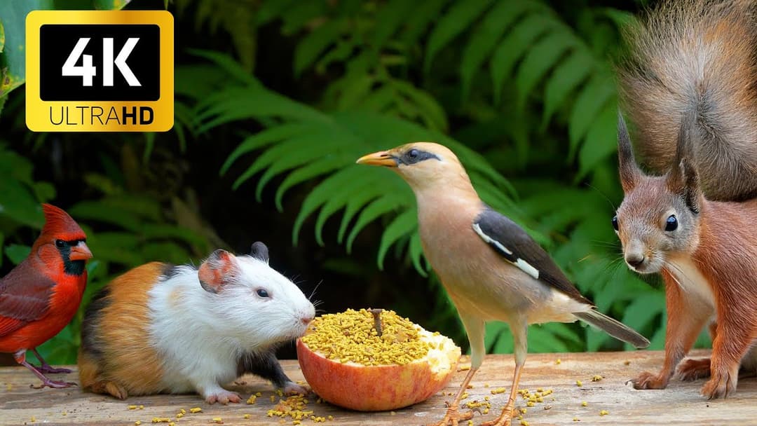 Soothing Cat TV for Cats 😺 Birds & Squirrels Have a Picnic 🐦🐿️ Enrichment Video 4K HDR