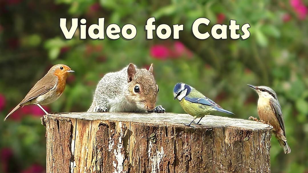 Video for Cats to Watch - 8 Hour Megamix ⭐