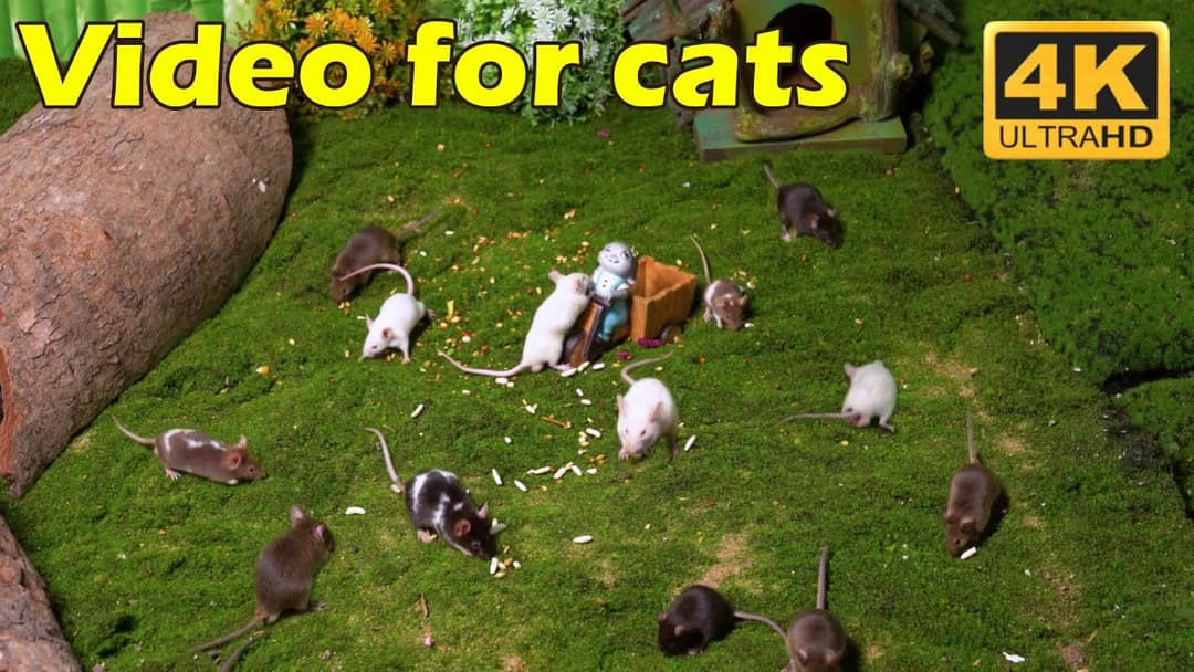 Cat TV: 3 Hours of Tiny Mice Hide & Seek for Cats in Stunning 4K UHD | Catflix