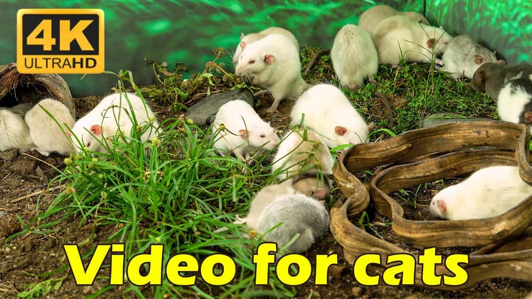 Cat TV: 3 Hours of Hide & Seek Fun in Ultra High Definition - Mice Mayhem | Catflix