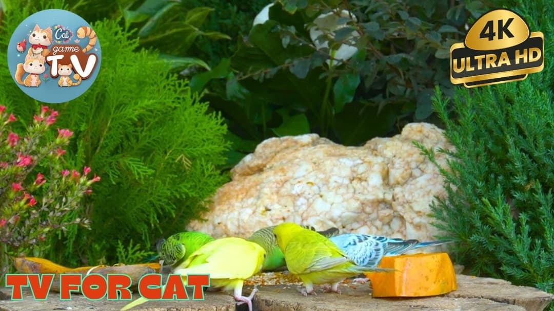 🔴😺 Morning Brunch for Forest Squirrels & Chipmunks🦜! Live 12 Hour Cat TV Videos | 4K HDR ULTRA