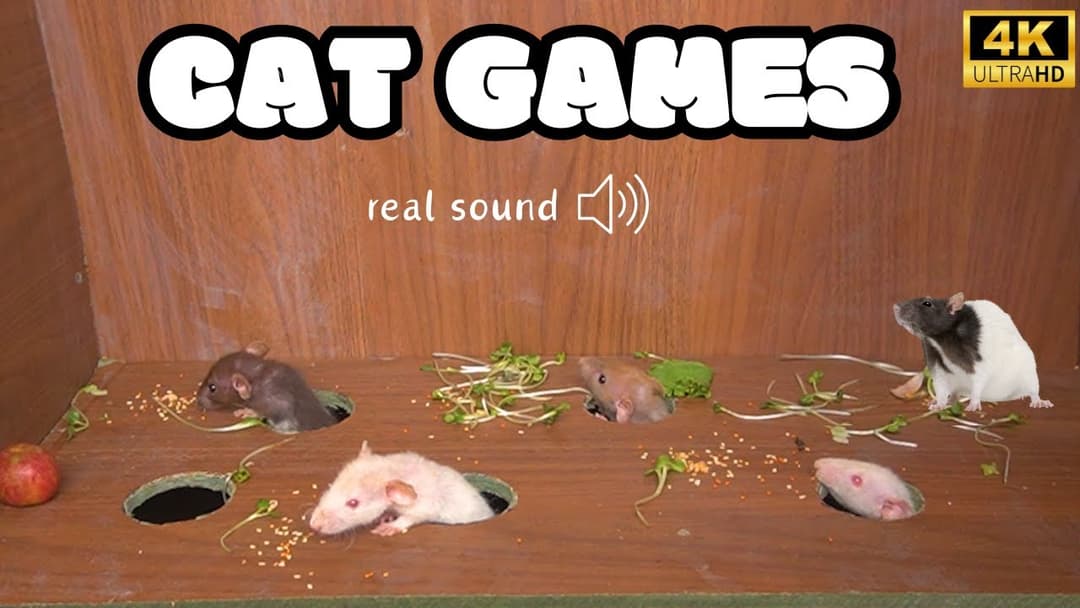 Cat TV for Cats to Watch🐱| Mice hide & seek and play on screen | Cat Games | Mice for Kittens