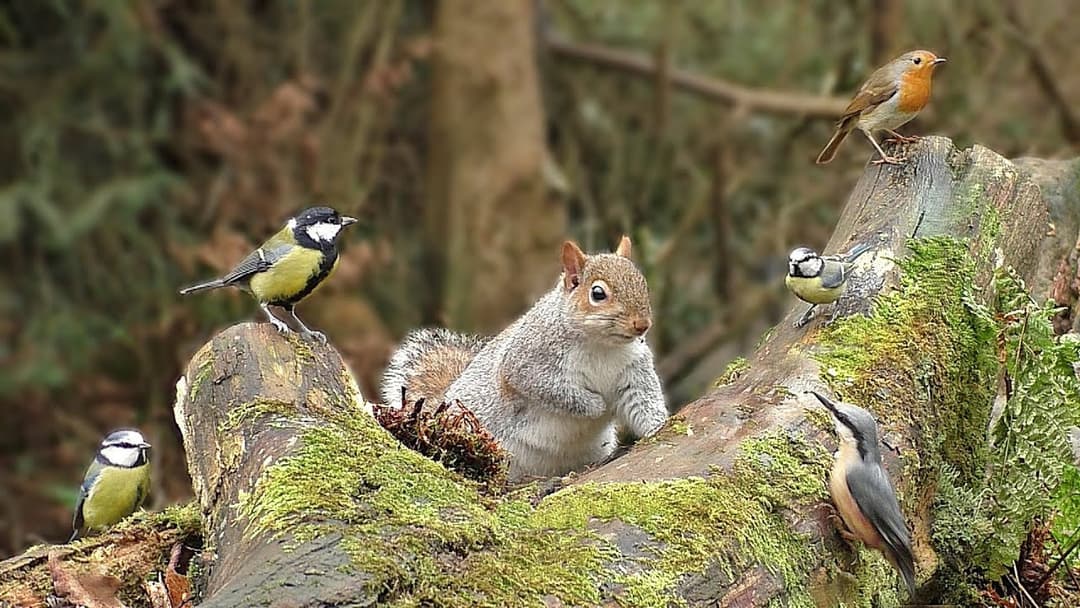 Videos für Katzen Zum Spielen : Eichhörnchen und Vögel im Wald